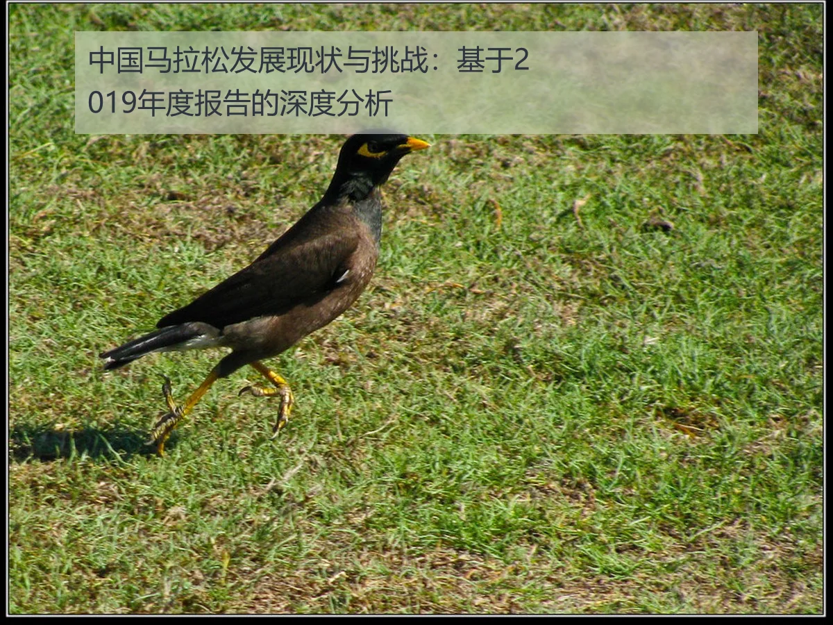 中国马拉松发展现状与挑战：基于2019年度报告的深度分析 - ayx